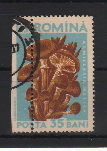 Romania 1958 Ciuperci comestibile val. 35B EROARE spectaculoasa de dantelura